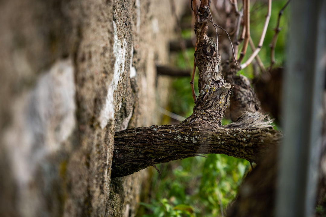 Clos d'entre les murs Saumur Blanc Chateau de Parnay